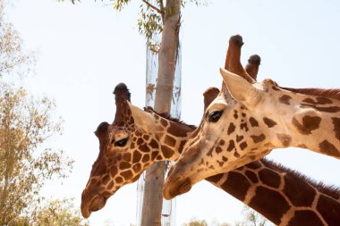 Bir safari zürafa, yakından görülen, doğal ve sıcak bir arka plan ile. Berrak gökyüzü ve mavi arka plan ile. Sıcak yaşam alanı. Zürafalar birbiriyle bağlantılı. Zararsız zürafalar, yiyecek almak isteyen.
