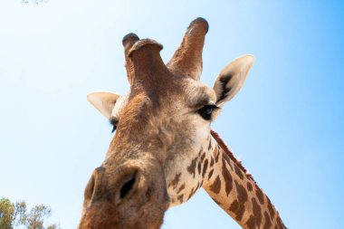 Bir safari zürafa, yakından görülen, doğal ve sıcak bir arka plan ile. Berrak gökyüzü ve mavi arka plan ile. Sıcak yaşam alanı. Zürafalar birbiriyle bağlantılı. Zararsız zürafalar, yiyecek almak isteyen.