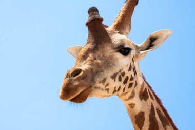 Bir safari zürafa, yakından görülen, doğal ve sıcak bir arka plan ile. Berrak gökyüzü ve mavi arka plan ile. Sıcak yaşam alanı. Zürafalar birbiriyle bağlantılı. Zararsız zürafalar, yiyecek almak isteyen.