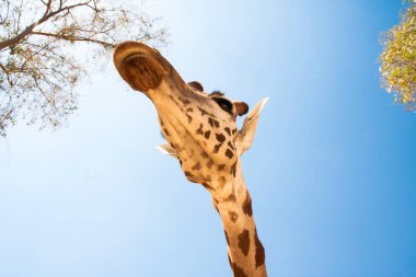 Bir safari zürafa, yakından görülen, doğal ve sıcak bir arka plan ile. Berrak gökyüzü ve mavi arka plan ile. Sıcak yaşam alanı. Zürafalar birbiriyle bağlantılı. Zararsız zürafalar, yiyecek almak isteyen.