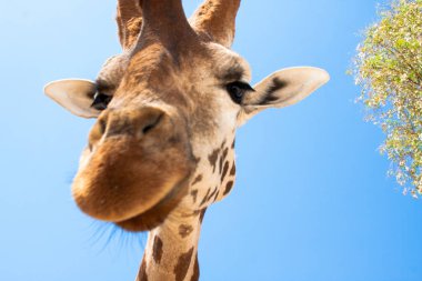 Bir safari zürafa, yakından görülen, doğal ve sıcak bir arka plan ile. Berrak gökyüzü ve mavi arka plan ile. Sıcak yaşam alanı. Zürafalar birbiriyle bağlantılı. Zararsız zürafalar, yiyecek almak isteyen.