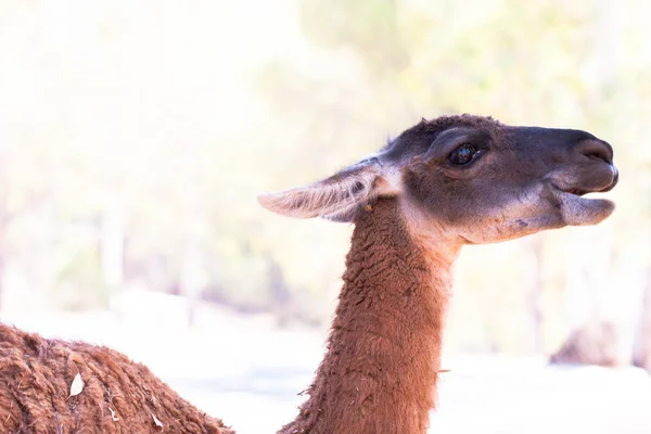 Lama body photographed up close, on a green natural background. Light brown animal, big eyes. They are mammals and herbivores. Animals and nature. — Stock Photo, Image