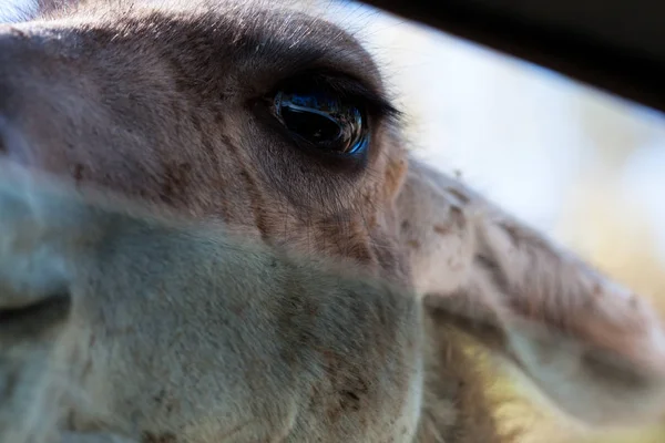 Lama body photographed up close, on a green natural background. Light brown animal, big eyes. They are mammals and herbivores. Animals and nature. — Stock Photo, Image