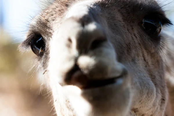 Lama vücut yakından fotoğraflandı, yeşil bir doğal arka plan üzerinde. Açık kahverengi hayvan, büyük gözlü. Onlar memeli ve otobur. Hayvanlar ve doğa.