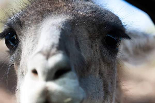 Lama vücut yakından fotoğraflandı, yeşil bir doğal arka plan üzerinde. Açık kahverengi hayvan, büyük gözlü. Onlar memeli ve otobur. Hayvanlar ve doğa.