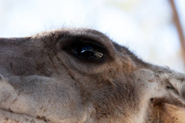 Cuerpo Lama fotografiado de cerca, sobre un fondo verde natural. Animal marrón claro, ojos grandes. Son mamíferos y herbívoros. Animales y naturaleza . —  Fotos de Stock