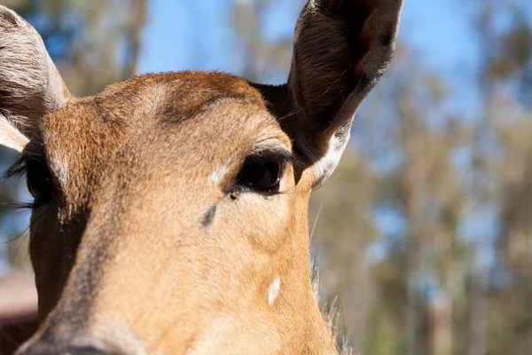 Ciało Springbok fotografowane blisko, na zielonym tle naturalnym. Jasnobrązowe zwierzę, duże oczy. Są to ssaki i roślinożerne. Zwierzęta i przyroda. — Zdjęcie stockowe