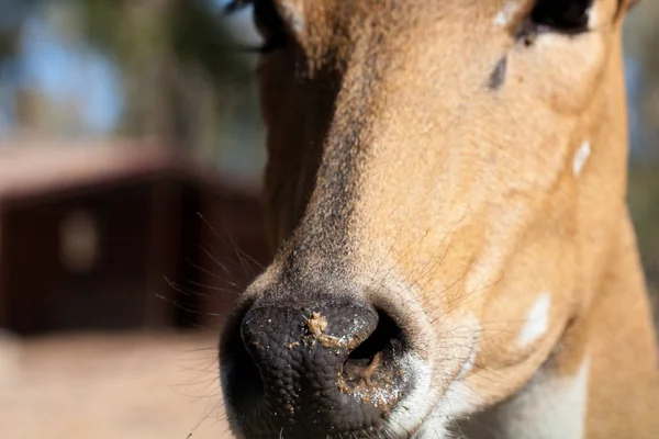 Springbok corpo fotografado de perto, em um fundo natural verde. Animal castanho claro, olhos grandes. São mamíferos e herbívoros. Animais e natureza . — Fotografia de Stock