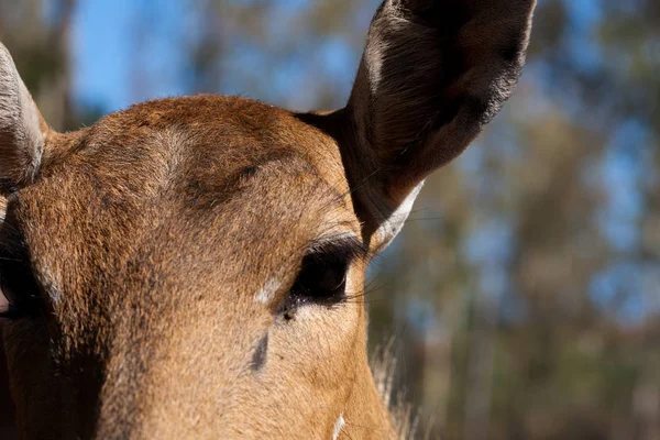 Cuerpo de Springbok fotografiado de cerca, sobre un fondo verde natural. Animal marrón claro, ojos grandes. Son mamíferos y herbívoros. Animales y naturaleza . — Foto de Stock