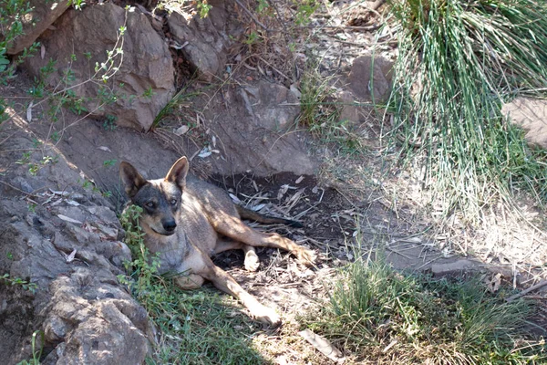 Lobo deitado na areia da montanha, ao lado de rochas e em um fundo natural. Plantas em torno do animal, habitat quente. Descanso . — Fotografia de Stock