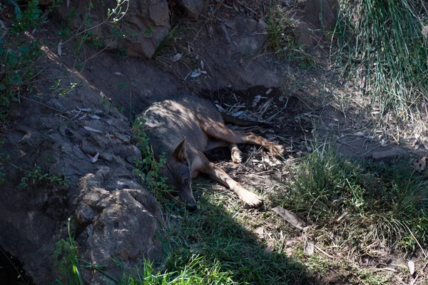 Loup couché dans le sable de la montagne, à côté des rochers et dans un fond naturel. Plantes autour de l'animal, habitat chaud. Loup au repos . — Photo
