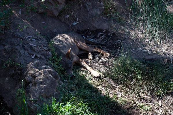 Lobo deitado na areia da montanha, ao lado de rochas e em um fundo natural. Plantas em torno do animal, habitat quente. Descanso . — Fotografia de Stock