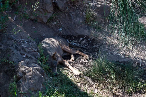 Dağın kumlarında, kayaların yanında ve doğal bir arka planda yatan kurt. Hayvanın etrafındaki bitkiler, sıcak yaşam alanı. Kurt istirahati.