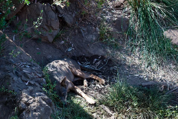 Dağın kumlarında, kayaların yanında ve doğal bir arka planda yatan kurt. Hayvanın etrafındaki bitkiler, sıcak yaşam alanı. Kurt istirahati.