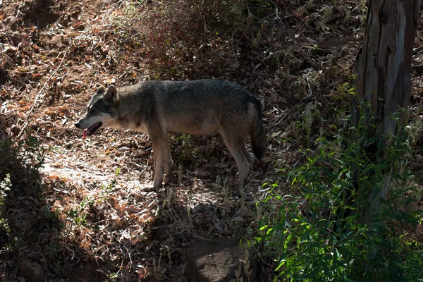 Lobo em pé na areia da montanha, ao lado de rochas e em um fundo natural. Plantas em torno do animal, habitat quente. Lobo à procura de comida. Observando . — Fotografia de Stock