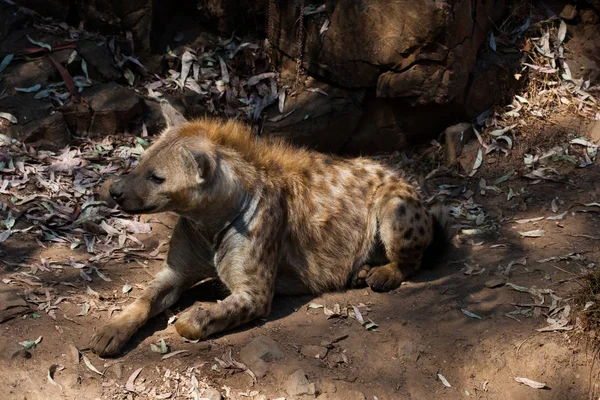 Hieny leżącej, spoczywającej w piasku góry, obok skał i w naturalnym tle. Rośliny wokół zwierzęcia, gorące siedliska. Hyena szuka jedzenia. Dzikie, mięsożerne. — Zdjęcie stockowe