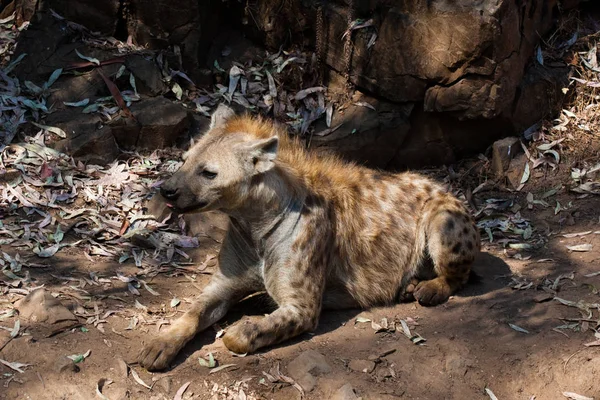 Hyena deitada, descansando na areia da montanha, ao lado de rochas e em um fundo natural. Plantas em torno do animal, habitat quente. A Hyena à procura de comida. Selvagem, carnívora . — Fotografia de Stock