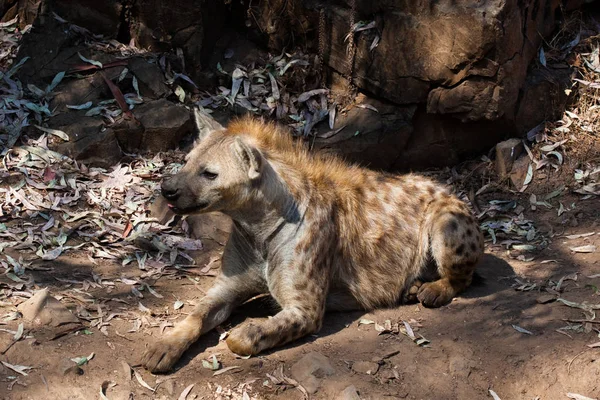 Hyena deitada, descansando na areia da montanha, ao lado de rochas e em um fundo natural. Plantas em torno do animal, habitat quente. A Hyena à procura de comida. Selvagem, carnívora . — Fotografia de Stock