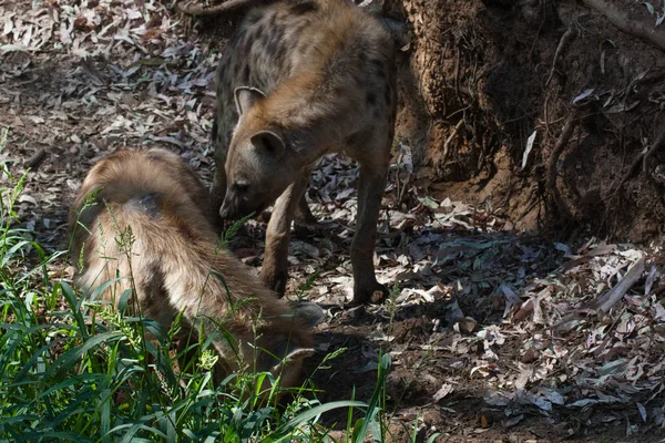 Hienas em rebanho em pé na areia da montanha, ao lado de rochas e em um fundo natural. Plantas em torno do animal, habitat quente. A Hyena à procura de comida. Selvagem, carnívora . — Fotografia de Stock