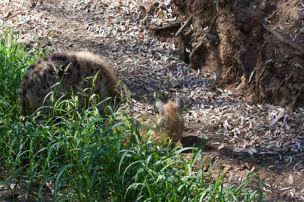 Hienas em rebanho em pé na areia da montanha, ao lado de rochas e em um fundo natural. Plantas em torno do animal, habitat quente. A Hyena à procura de comida. Selvagem, carnívora . — Fotografia de Stock