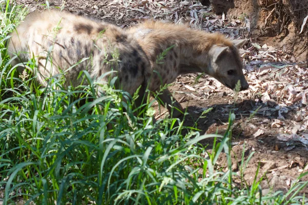 Hyene în turmă stând în nisipul muntelui, lângă stânci și într-un fundal natural. Plante în jurul animalului, habitat fierbinte. Hyena caută mâncare. Salbatic, carnivor . — Fotografie, imagine de stoc