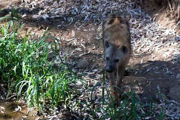 Hyena wąchania w piasku góry, obok skał i w naturalnym tle. Rośliny wokół zwierzęcia, gorące siedliska. Hyena szuka jedzenia. Dzikie, mięsożerne. — Zdjęcie stockowe