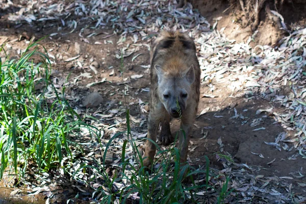 Hyena wąchania w piasku góry, obok skał i w naturalnym tle. Rośliny wokół zwierzęcia, gorące siedliska. Hyena szuka jedzenia. Dzikie, mięsożerne. — Zdjęcie stockowe