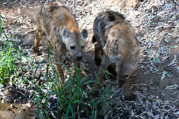 Hieny w stadzie stojącej w piasku góry, obok skał i w naturalnym tle. Rośliny wokół zwierzęcia, gorące siedliska. Hyena szuka jedzenia. Dzikie, mięsożerne. — Zdjęcie stockowe