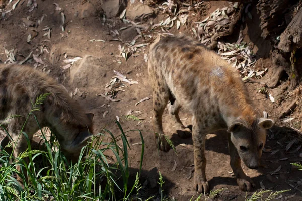 Hieny w stadzie stojącej w piasku góry, obok skał i w naturalnym tle. Rośliny wokół zwierzęcia, gorące siedliska. Hyena szuka jedzenia. Dzikie, mięsożerne. — Zdjęcie stockowe