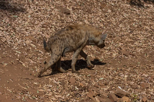 Hyena wąchania w piasku góry, obok skał i w naturalnym tle. Rośliny wokół zwierzęcia, gorące siedliska. Hyena szuka jedzenia. Dzikie, mięsożerne. — Zdjęcie stockowe