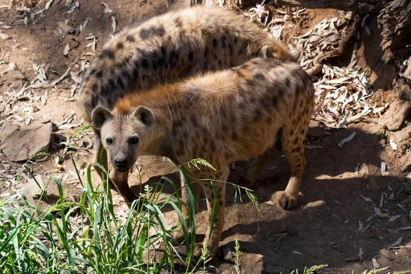 Hyènes dans le troupeau debout dans le sable de la montagne, à côté des rochers et dans un fond naturel. Plantes autour de l'animal, habitat chaud. Hyena cherche à manger. Sauvage, carnivore . — Photo