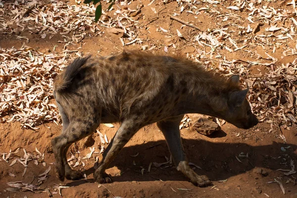 Hyena wąchania w piasku góry, obok skał i w naturalnym tle. Rośliny wokół zwierzęcia, gorące siedliska. Hyena szuka jedzenia. Dzikie, mięsożerne. — Zdjęcie stockowe