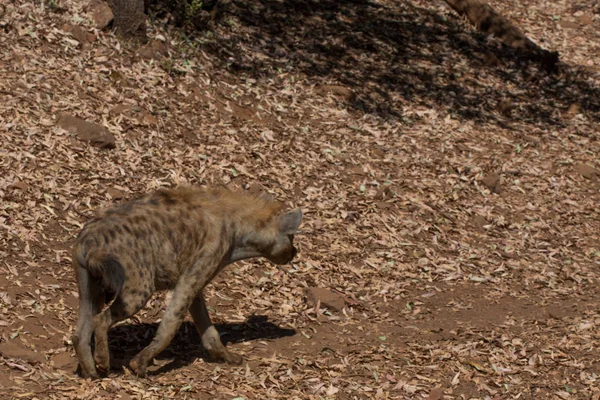 Hyena wąchania w piasku góry, obok skał i w naturalnym tle. Rośliny wokół zwierzęcia, gorące siedliska. Hyena szuka jedzenia. Dzikie, mięsożerne. — Zdjęcie stockowe