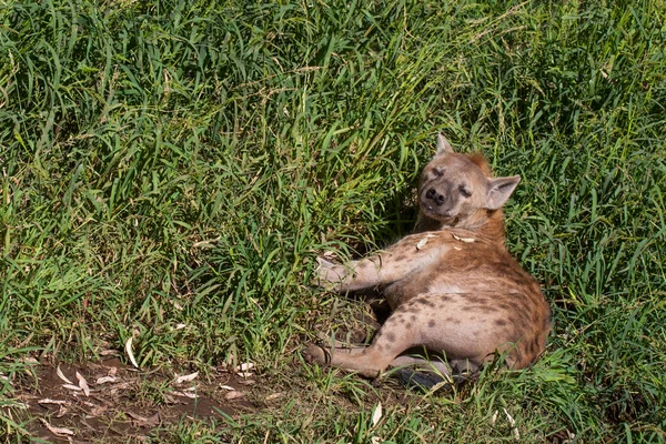 Hyène couchée, reposant dans le sable de la montagne, à côté des rochers et dans un fond naturel. Plantes autour de l'animal, habitat chaud. Hyena cherche à manger. Sauvage, carnivore . — Photo