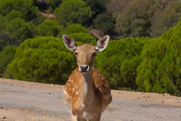 Ciało Springbok fotografowane blisko, na zielonym tle naturalnym. Jasnobrązowe zwierzę, duże oczy. Są to ssaki i roślinożerne. Zwierzęta i przyroda. — Zdjęcie stockowe