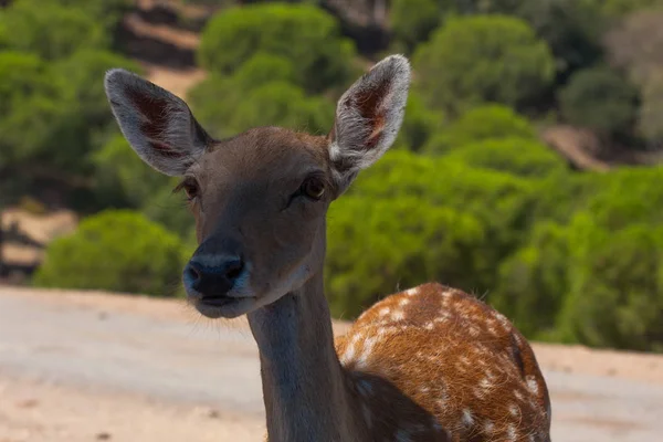 Ciało Springbok fotografowane blisko, na zielonym tle naturalnym. Jasnobrązowe zwierzę, duże oczy. Są to ssaki i roślinożerne. Zwierzęta i przyroda. — Zdjęcie stockowe