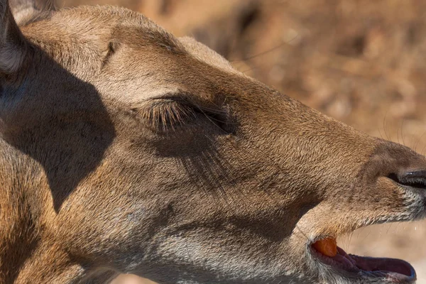 Springbok corpo fotografado de perto, em um fundo natural verde. Animal castanho claro, olhos grandes. São mamíferos e herbívoros. Animais e natureza . — Fotografia de Stock