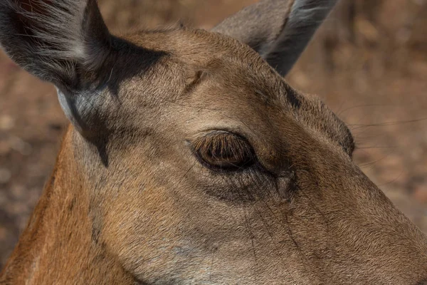 Corps Springbok photographié de près, sur un fond naturel vert. Animal brun clair, grands yeux. Ce sont des mammifères et des herbivores. Animaux et nature . — Photo