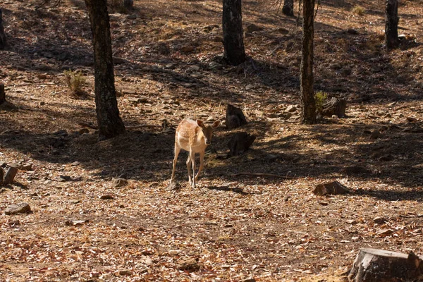 Springbok corpo fotografado de perto, em um fundo natural verde. Animal castanho claro, olhos grandes. São mamíferos e herbívoros. Animais e natureza . — Fotografia de Stock