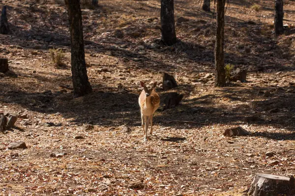 Springbok vücut yakın, yeşil bir doğal arka plan üzerinde fotoğraflandı. Açık kahverengi hayvan, büyük gözlü. Onlar memeli ve otobur. Hayvanlar ve doğa.