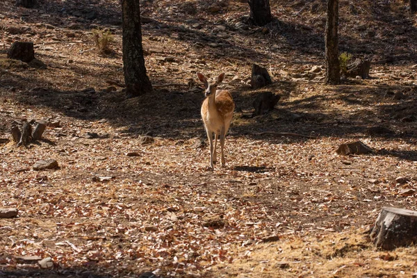 Ciało Springbok fotografowane blisko, na zielonym tle naturalnym. Jasnobrązowe zwierzę, duże oczy. Są to ssaki i roślinożerne. Zwierzęta i przyroda. — Zdjęcie stockowe