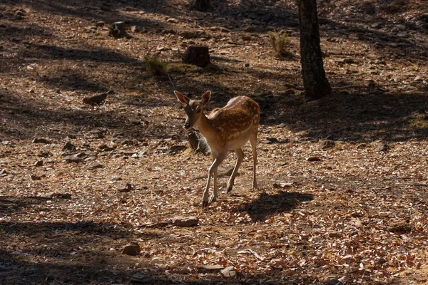 Ciało Springbok fotografowane blisko, na zielonym tle naturalnym. Jasnobrązowe zwierzę, duże oczy. Są to ssaki i roślinożerne. Zwierzęta i przyroda. — Zdjęcie stockowe