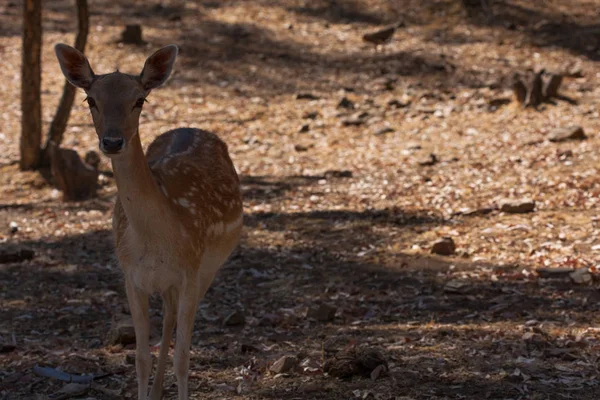 Ciało Springbok fotografowane blisko, na zielonym tle naturalnym. Jasnobrązowe zwierzę, duże oczy. Są to ssaki i roślinożerne. Zwierzęta i przyroda. — Zdjęcie stockowe