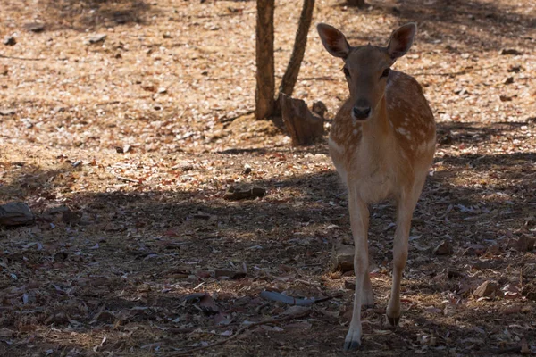 Springbok vücut yakın, yeşil bir doğal arka plan üzerinde fotoğraflandı. Açık kahverengi hayvan, büyük gözlü. Onlar memeli ve otobur. Hayvanlar ve doğa.