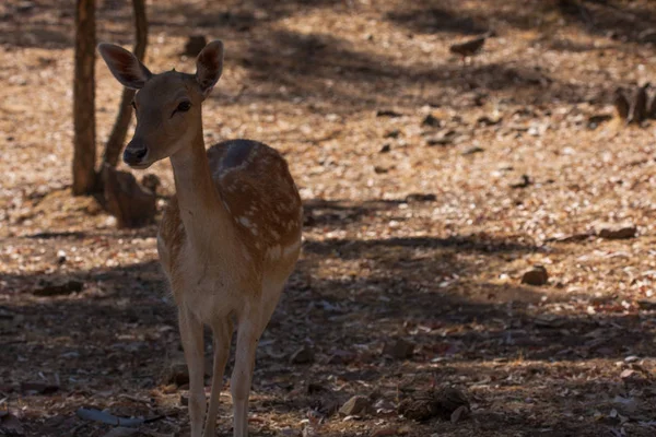 Ciało Springbok fotografowane blisko, na zielonym tle naturalnym. Jasnobrązowe zwierzę, duże oczy. Są to ssaki i roślinożerne. Zwierzęta i przyroda. — Zdjęcie stockowe