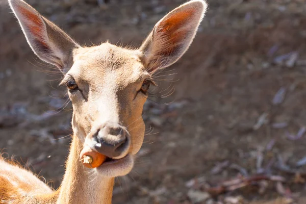 Cuerpo de Springbok fotografiado de cerca, sobre un fondo verde natural. Animal marrón claro, ojos grandes. Son mamíferos y herbívoros. Animales y naturaleza. Comiendo loro . — Foto de Stock