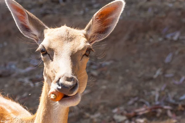 Ciało Springbok fotografowane blisko, na zielonym tle naturalnym. Jasnobrązowe zwierzę, duże oczy. Są to ssaki i roślinożerne. Zwierzęta i przyroda. Jedzenie papuga. — Zdjęcie stockowe