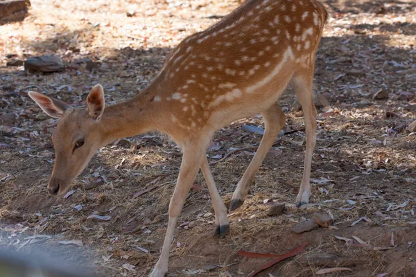 Ciało Springbok fotografowane blisko, na zielonym tle naturalnym. Jasnobrązowe zwierzę, duże oczy. Są to ssaki i roślinożerne. Zwierzęta i przyroda. — Zdjęcie stockowe