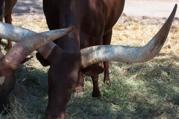 Watusi w stadzie, w górach, obok skał i w naturalnym tle. Rośliny wokół zwierząt, gorące siedliska. Watusi związane z pakietem. Przyroda, zwierzęta — Zdjęcie stockowe