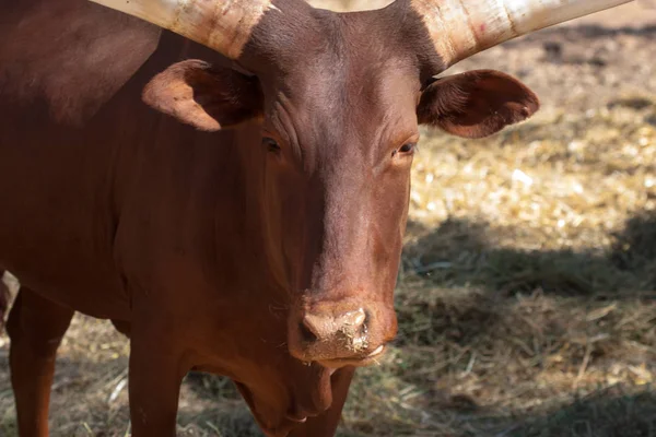 Watusi sürüiçinde, dağlarda, kayaların yanında ve doğal bir arka planda. Hayvanların etrafındaki bitkiler, sıcak yaşam alanı. Watusi sürüyle ilgili. Doğa, hayvanlar